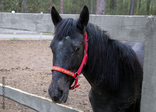 A black horse in a paddock at a horse farm. Hobby, animals.