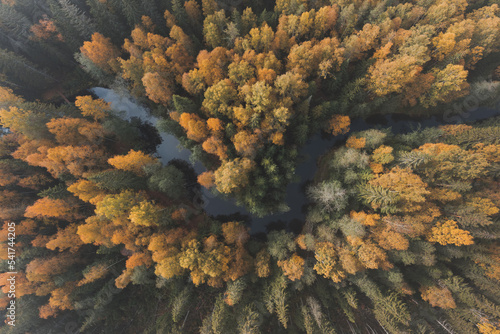 A river in a stunning autumn forest. Top view. Natural beauty