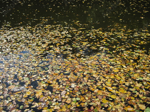 autumn leaves background. yellow autumn leaves on the water surface