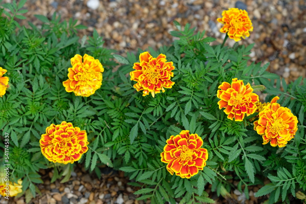 yellow flowers yellow flowers