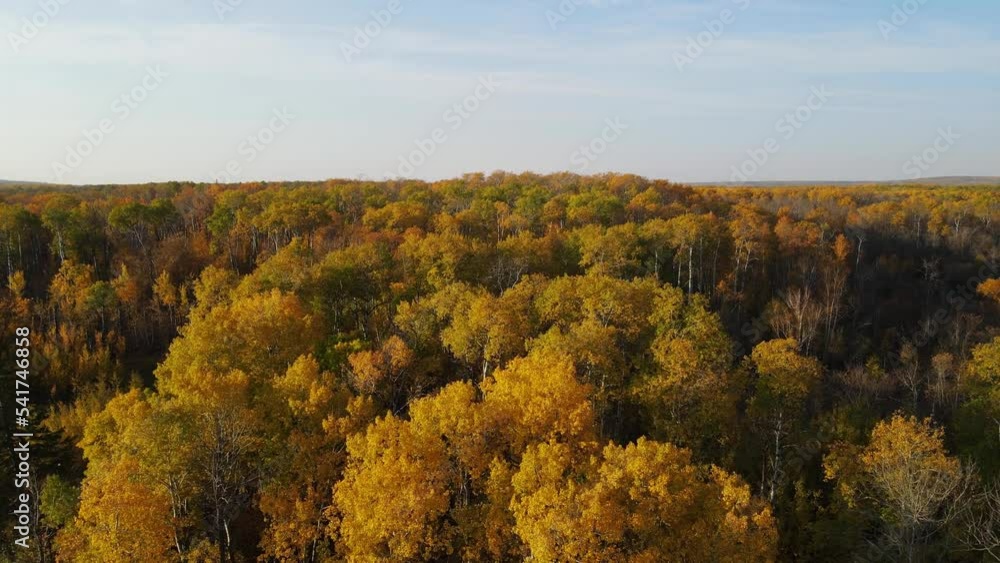 Drone flying close to autumn colored treetops under a mostly blue sky
Drone flying close to autumn colored treetops under a mostly blue sky