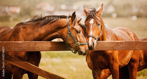 Photo of tenderness among beautiful bay horses. Equestrian life on the farm. Agriculture and horse care.