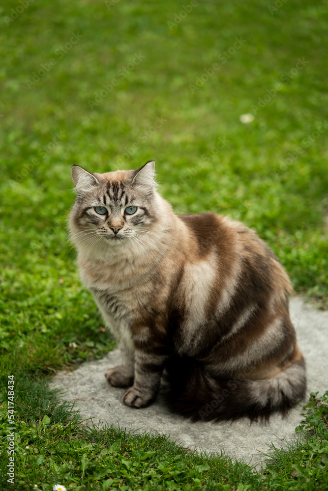 A beautiful Siberian cat sitting on a stone