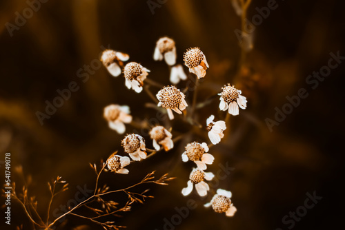 Beautiful fading dry flowers of daisies grow in the field in autumn. Nature.