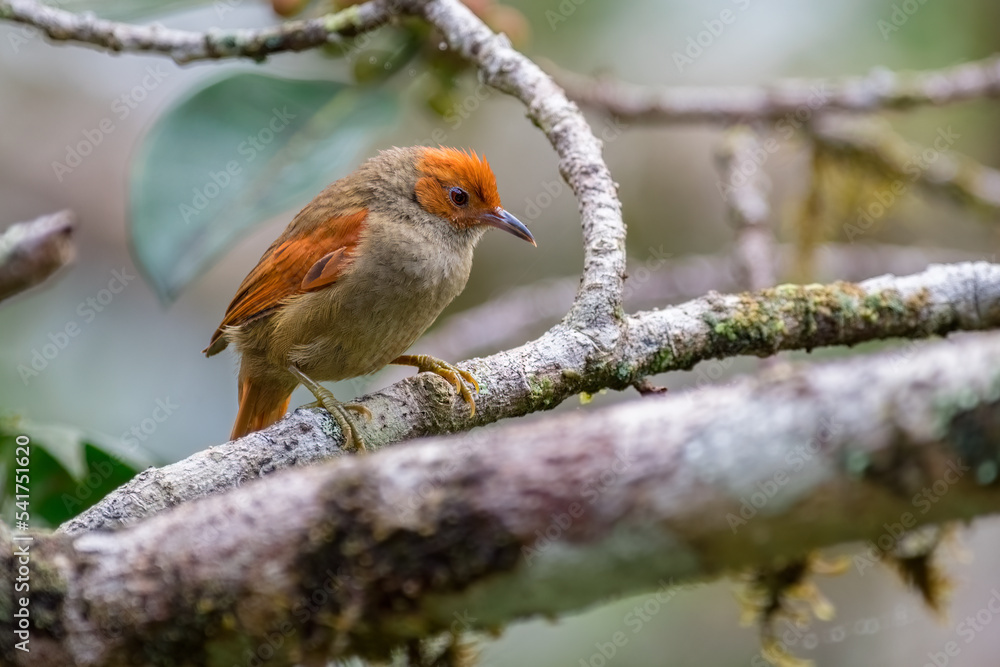 Red faced spinetail (Cranioleuca erythrops). Small elusive bird perched on a tree in the middle of the lowland Chocuano forest. Red faced spinetail (Cranioleuca erythrops). Small elusive bird perched on a tree in the middle of the lowland Chocuano forest.