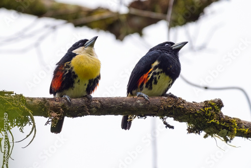 Spot crowned Barbet (capito maculicoronatus). Pair of birds perched on top of a tree with a white sky in the background.
