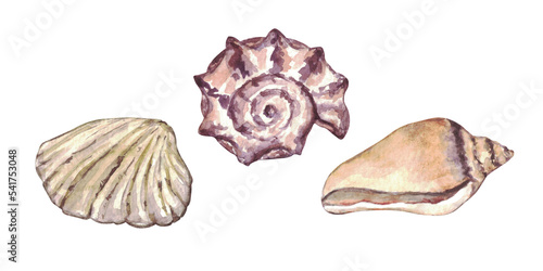 Watercolor set of isolated objects sea shells.