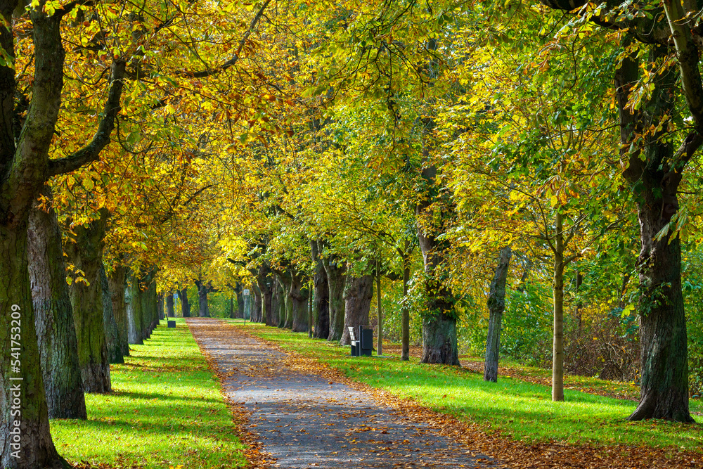 Naklejka premium Goldene Eichgärtenallee am Schwanenteich Gießen im Herbst
