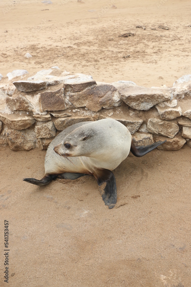 Naklejka premium Phoque