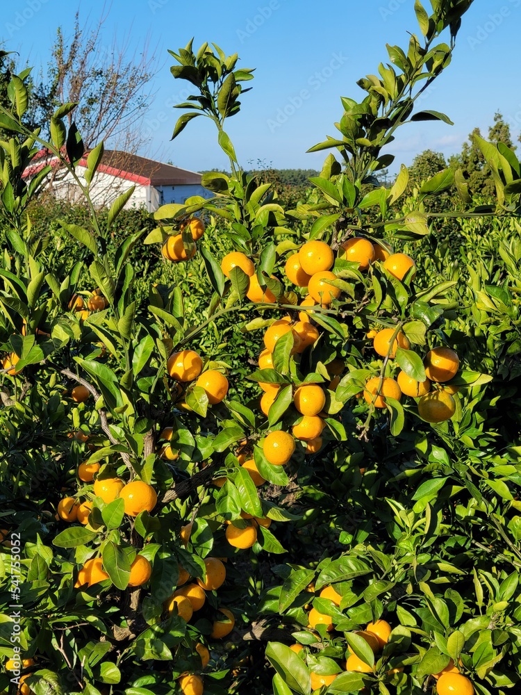 mandarin, tangerine, orange, fruit, food, a tangerine orchard, an orange orchard, an orange plantation mandarin, tangerine, orange, fruit, food, a tangerine orchard, an orange orchard, an orange plantation