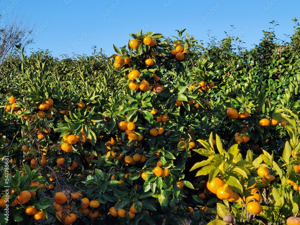 mandarin, tangerine, orange, fruit, food, a tangerine orchard, an orange orchard, an orange plantation mandarin, tangerine, orange, fruit, food, a tangerine orchard, an orange orchard, an orange plantation