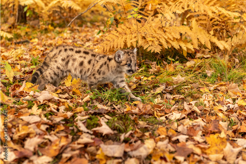 Mountain lion cub in the fall leaves