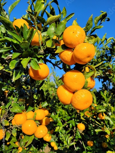 mandarin, tangerine, orange, fruit, food, a tangerine orchard, an orange orchard, an orange plantation