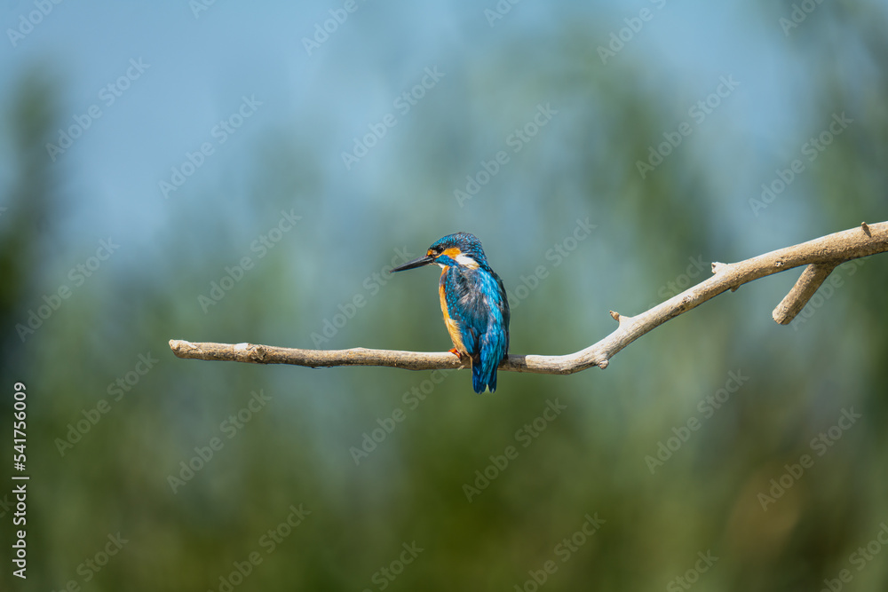 kingfisher on a branch kingfisher on a branch