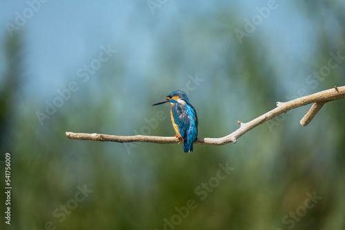 kingfisher on a branch