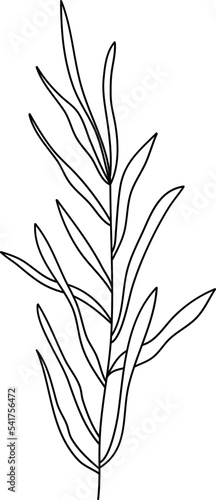 Field plant line vector, line flower vector, minimalist line design, wildplant vector photo