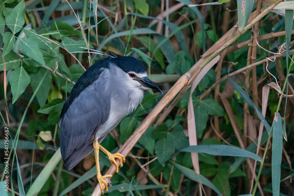 Fototapeta premium blue heron