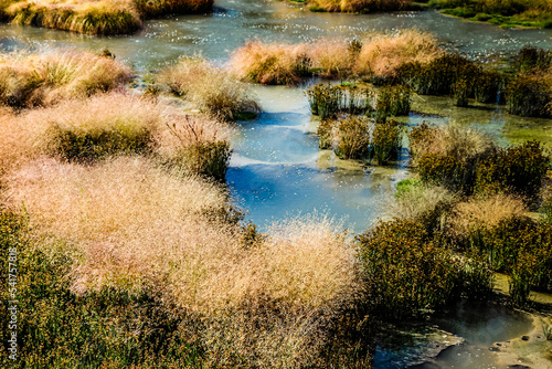 Yellowstone National Park Meadow with Hot Spring Water Flowing Through Grasses and Greenery