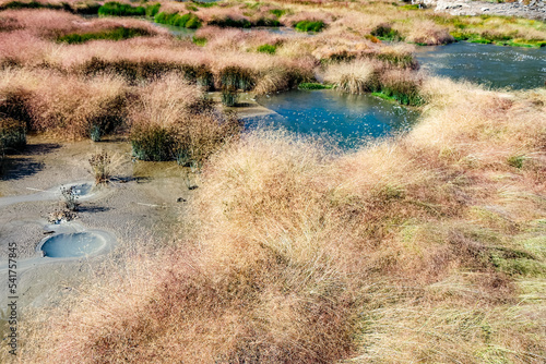 Yellowstone National Park Meadow with Hot Spring Water Flowing Through Grasses and Greenery