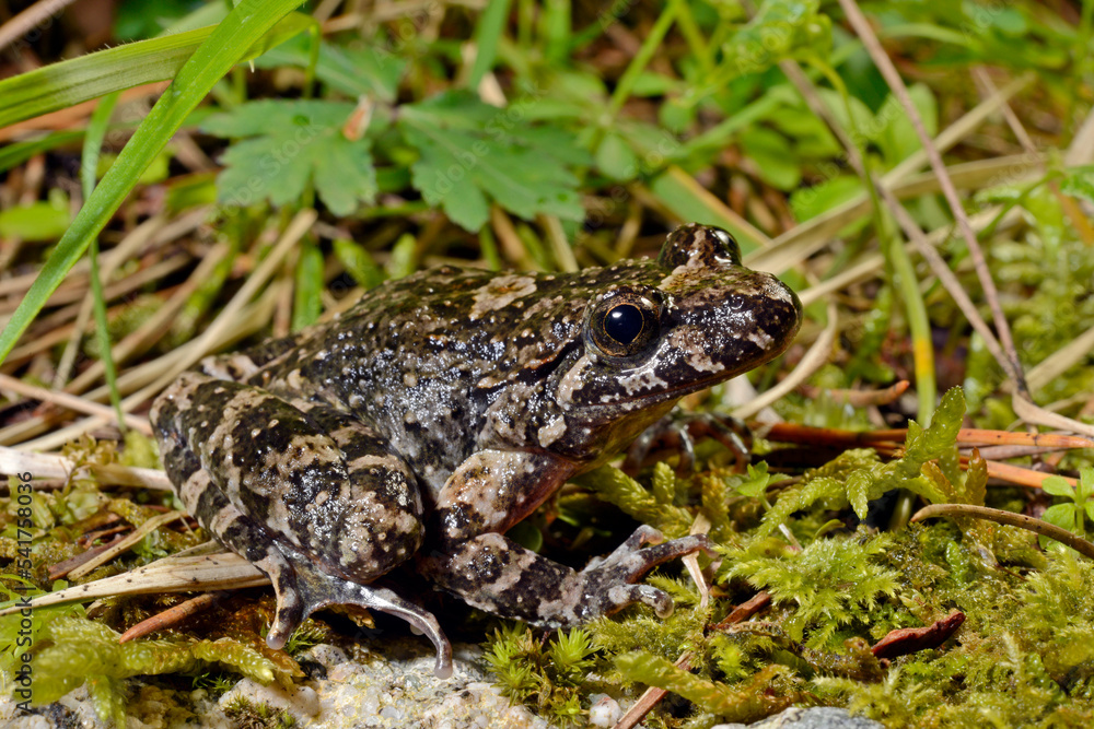 Discoglosse de Montalent // Corsican painted frog // Korsischer Scheibenzüngler (Discoglossus montalentii) - Corse, France Discoglosse de Montalent // Corsican painted frog // Korsischer Scheibenzüngler (Discoglossus montalentii) - Corse, France