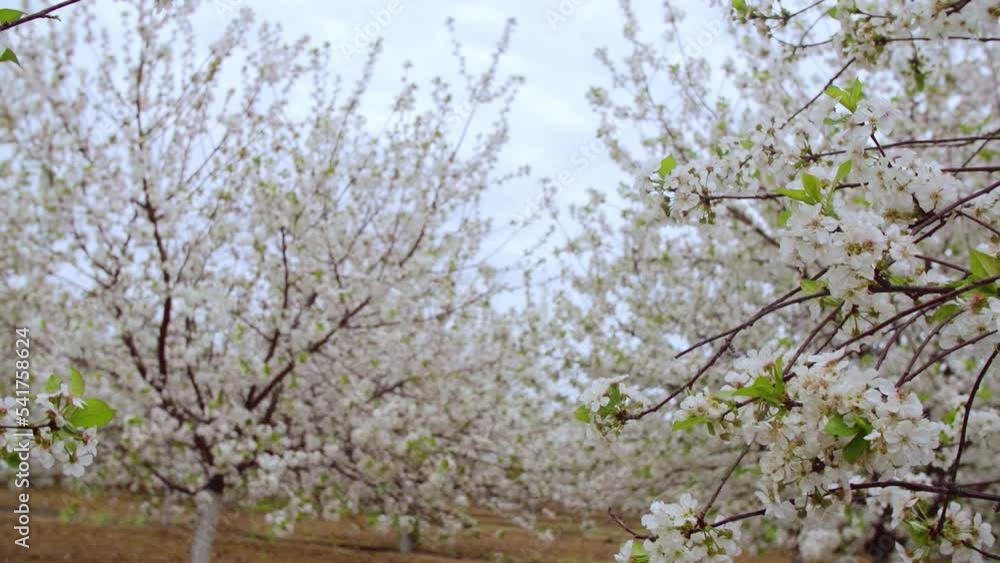 Garden of blooming cherry trees with white flowers in spring. The Cherry Orchard Garden of blooming cherry trees with white flowers in spring. The Cherry Orchard