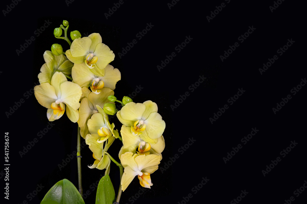 Obraz premium Lovely yellow orchid on a black background. Home flowers, floriculture, hobbies.