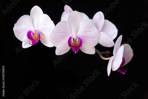 Blooming pink orchid on a black background. Home flowers  floriculture  hobbies.