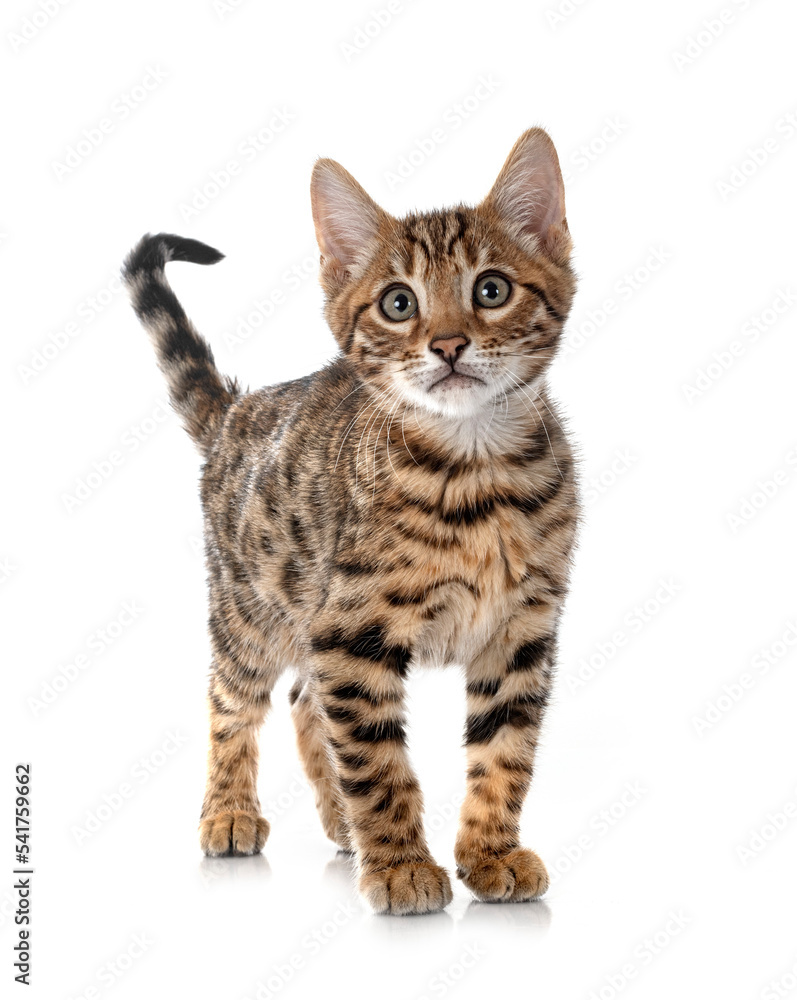 Obraz premium bengal kitten in studio