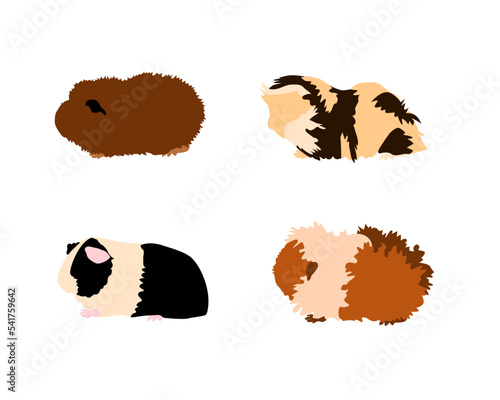 Guinea pig breedsr in silhouette style. Pet rodents collection and icons. Isolated vector with different breeds, rex, simple, CH-teddy, Sheba photo