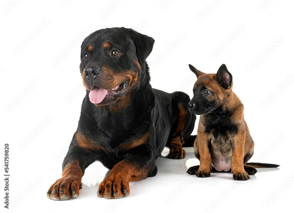Fototapeta premium puppy malinois and rottweiler