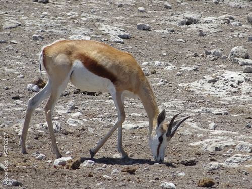 antilope photo