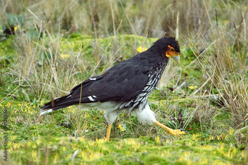 Carunculated caracara (Phalcoboenus carunculatus) walking in the grass at the high altitude Antisana Ecological Reserve, outside of Quito, Ecuador Carunculated caracara (Phalcoboenus carunculatus) walking in the grass at the high altitude Antisana Ecological Reserve, outside of Quito, Ecuador