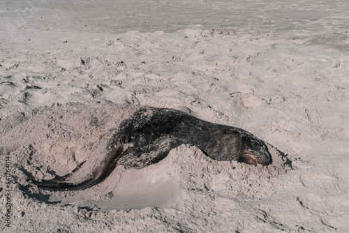 cute and friendly seal lying sleeping calm and relaxed on the moving brown sand of the beach, sandfly bay, new zealand photo