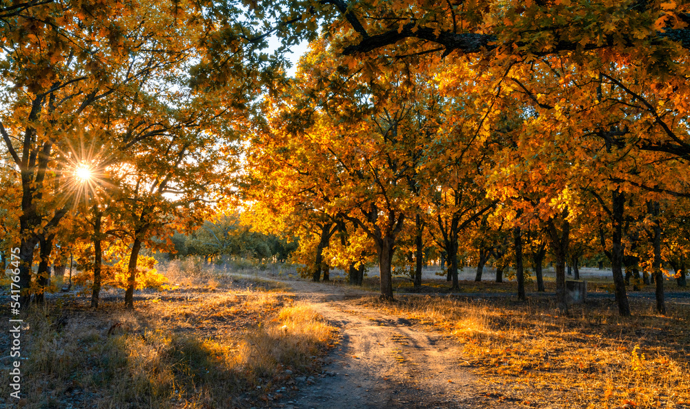 Fototapeta premium dirt road leading through oak forest in fall foliage colors with a sunburst through the trees