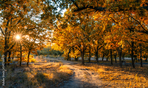 dirt road leading through oak forest in fall foliage colors with a sunburst through the trees