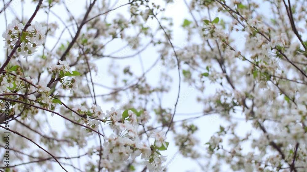 Garden of blooming cherry trees with white flowers in spring. The Cherry Orchard Garden of blooming cherry trees with white flowers in spring. The Cherry Orchard