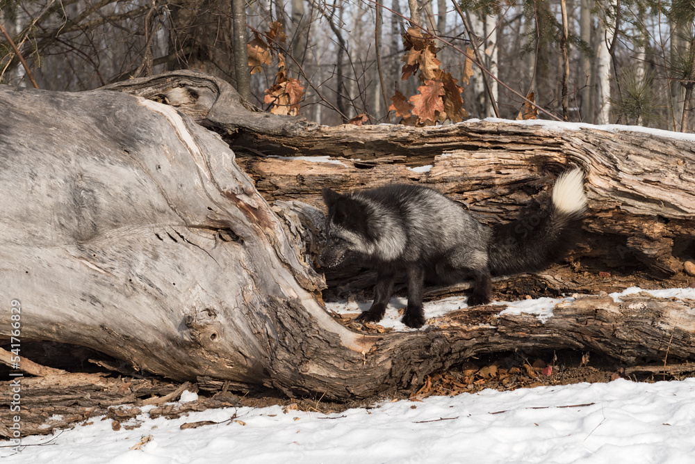 Silver Fox (Vulpes vulpes) Squats Inside Log Winter