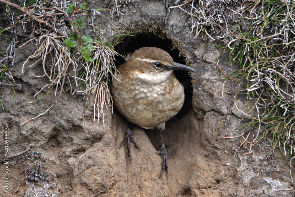 Stout-billed cinclodes (Cinclodes excelsior) in a nest hole at the high altitude Antisana Ecological Reserve, outside of Quito, Ecuador