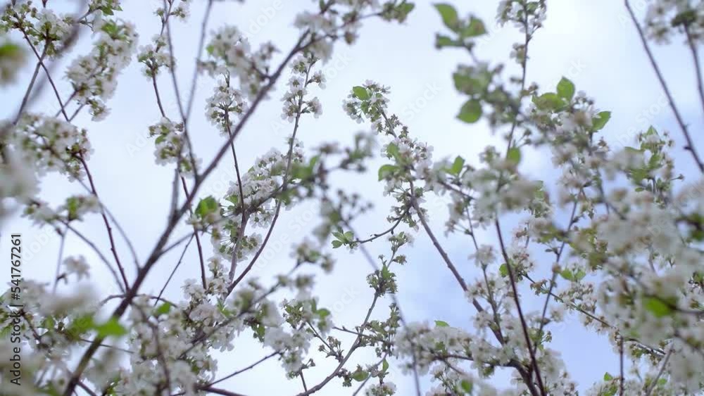 Garden of blooming cherry trees with white flowers in spring. The Cherry Orchard Garden of blooming cherry trees with white flowers in spring. The Cherry Orchard