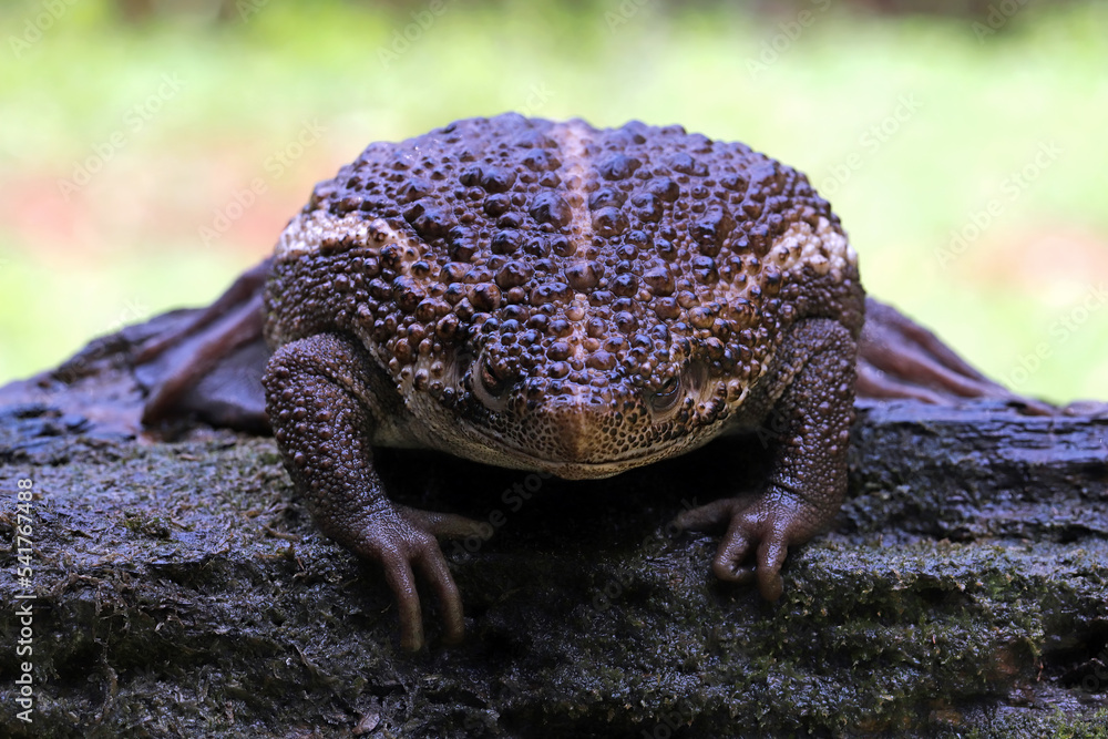 The False Toad -giant frog- (Pseudobufo subasper) native to Indonesia ...