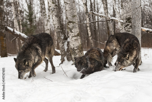 Three Black Phase Grey Wolves (Canis lupus) Sniff in Snow Near Forest Winter © geoffkuchera