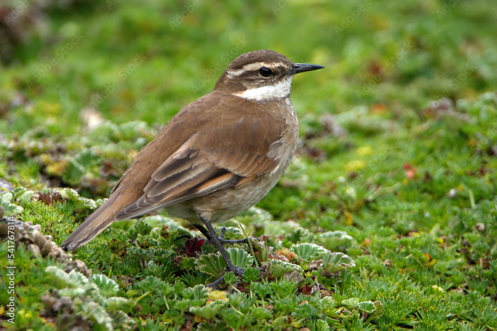 Stout-billed cinclodes (Cinclodes excelsior) at the high altitude Antisana Ecological Reserve, outside of Quito, Ecuador Stout-billed cinclodes (Cinclodes excelsior) at the high altitude Antisana Ecological Reserve, outside of Quito, Ecuador