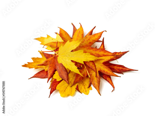 Autumn leaf pile isolated. Colored autumn tree leaves, yellow orange foliage, fall leaf heap