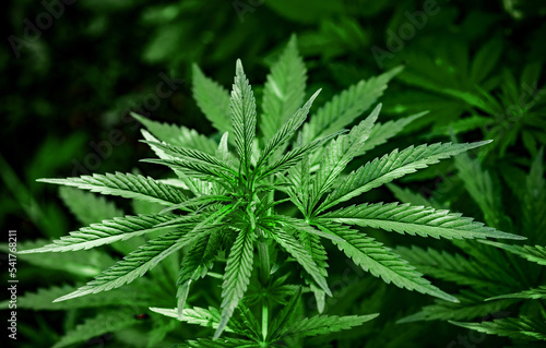 A plant of marijuana on a blurred natural background. Selective focus.