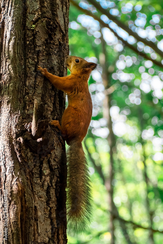 Summer squirrel © Azovsky
