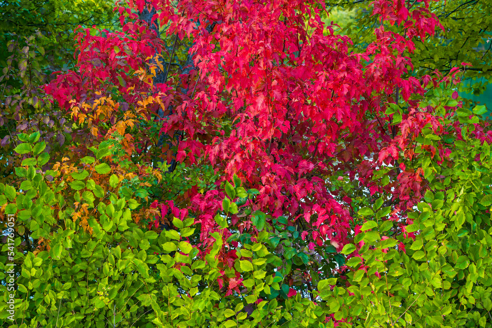 Bushes with purple and green foliage in autumn