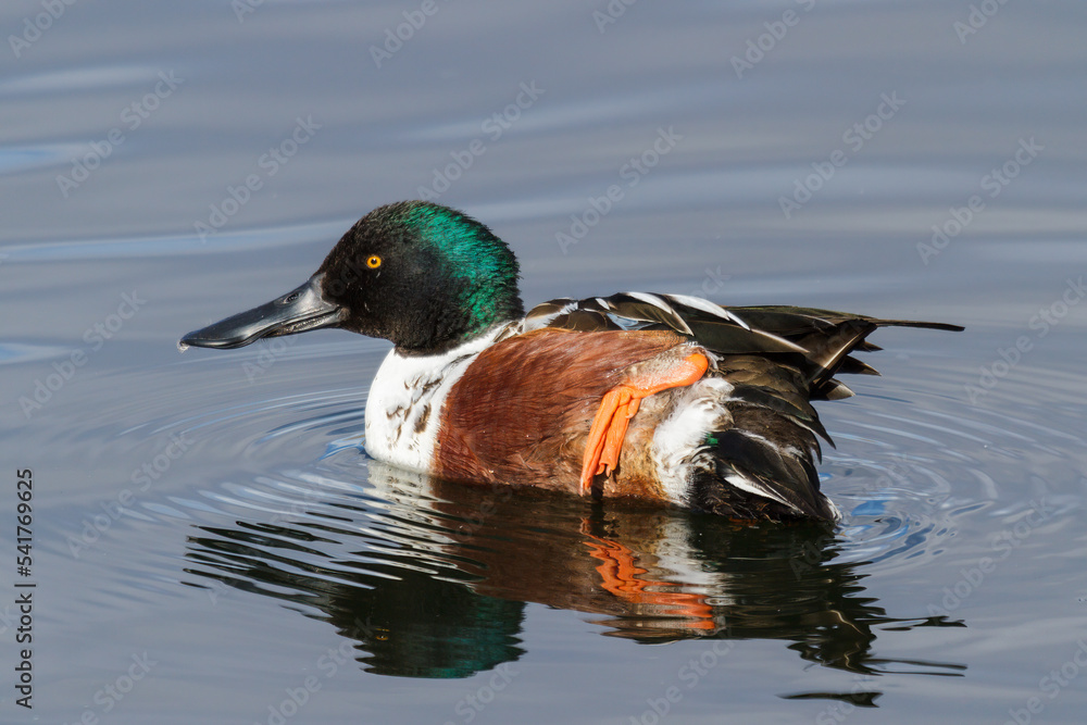 Northern shoveler duck swimming in a calm lake. Northern shoveler duck swimming in a calm lake.