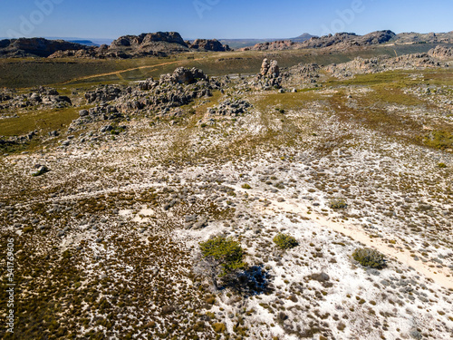 Aerial view of critically endangered Clanwilliam cedar tree (Widdringtonia wallichii), Cederberg, South Africa. photo