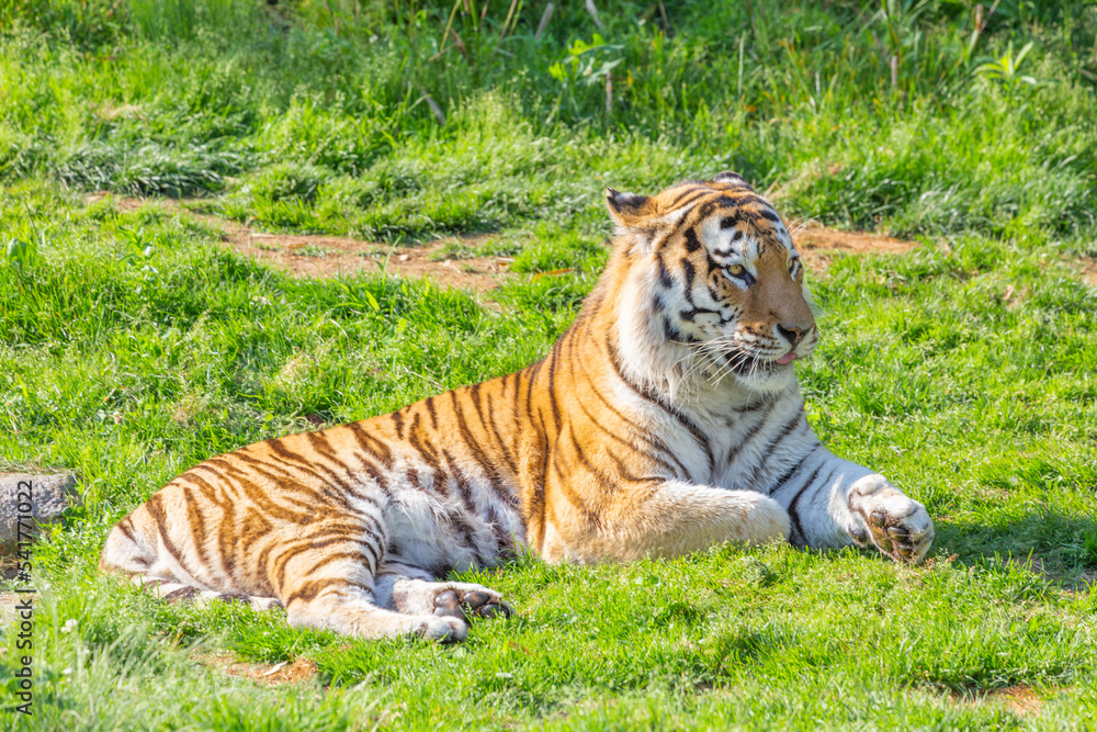 Tiger in a wildlife zoo - one of the biggest carnivore in nature. Tiger in a wildlife zoo - one of the biggest carnivore in nature.