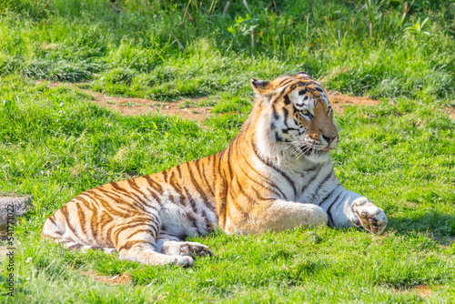 Tiger in a wildlife zoo - one of the biggest carnivore in nature.